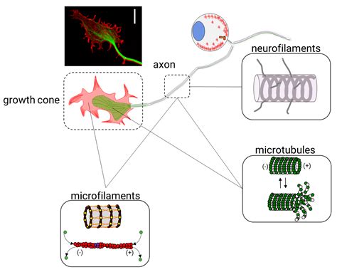 What Is The Cytoskeleton And What Is Its Function - slideshare