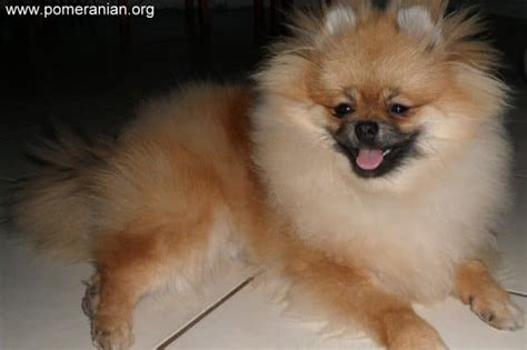 Pomeranian Sleeping Habits