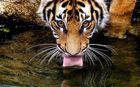 Tiger Drinking Water Wallpapers - Top Free Tiger Drinking Water ...