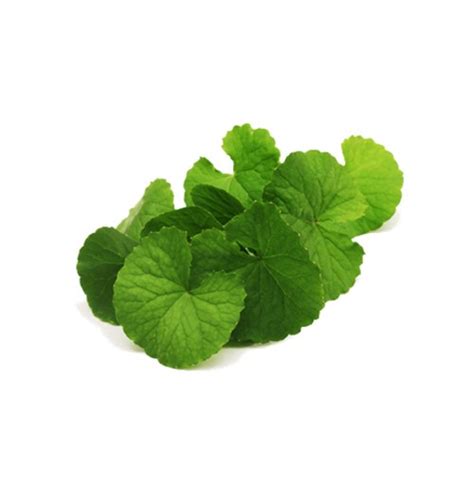 Buy Fresh Brahmi/Vallarai Leaves Online in Bangalore - Healthy Buddha