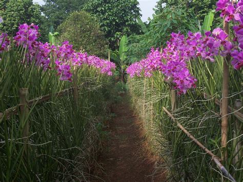 vanda douglas