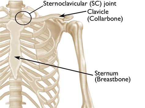 Sternoclavicular (SC) Joint Disorders - OrthoInfo - AAOS (2022)