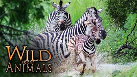 Wild About Animals | Xumo Play