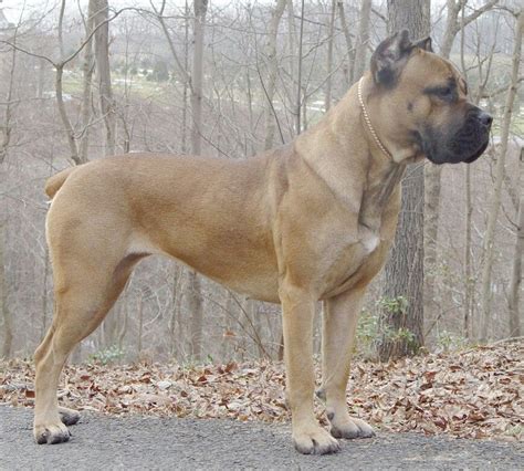 Cane Corso - 101DogBreeds.com