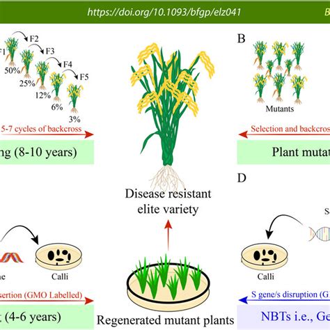 Illustration of comparison of plant breeding and mutagenesis methods ...