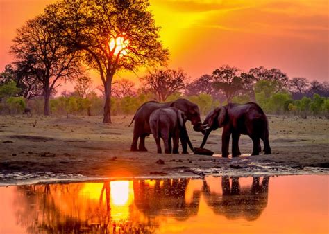 Hwange Sunset Elephants at Waterhole-3 by Pegertler - ViewBug.com