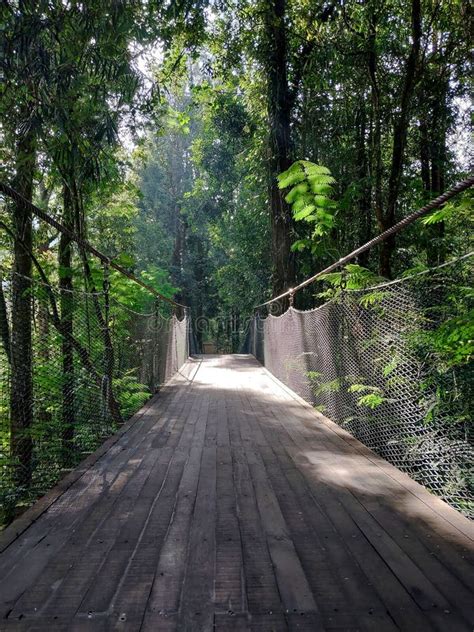 Wooden Walking Track in the Gunung Gede Pangrango National Park Stock Photo - Image of ...