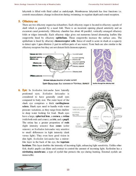 Scoliodon laticaudus: Spadenose shark -Notes for T.Y.B.Sc. Sem VI