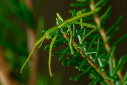 Species Spotlight: The Lord Howe Island Stick Insect Is Holding Its ...