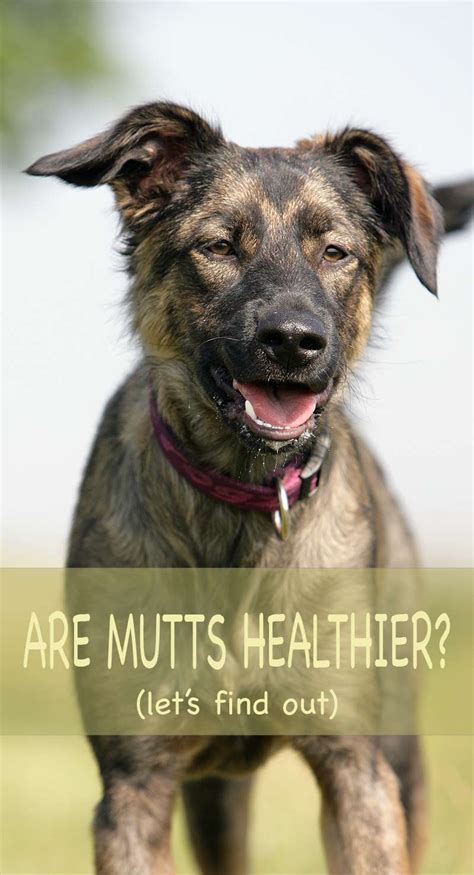 Purebred Vs Mutt - Are Mixed Breed Dogs Healthier? - The Happy Puppy Site