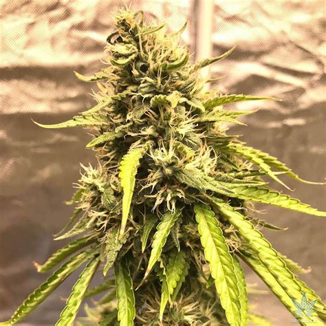 Trainwreck Seeds | Seed Bank | Feminized Trainwreck Marijuana Seeds