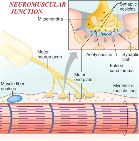 Neuromuscular Junction | Images and Photos finder