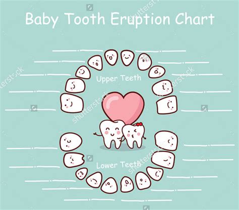 20 Free Printable Baby Teeth Eruption Charts (Word, PDF)