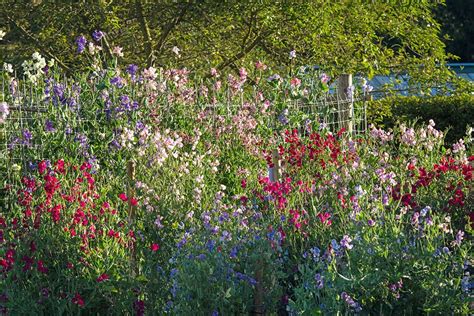 When to plant sweet peas: for the best results | Homes & Gardens