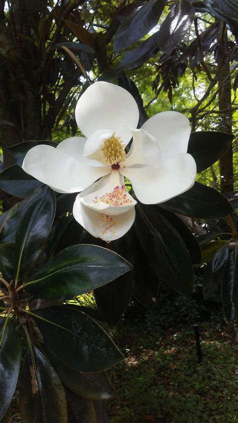 Magnolia | Magnolia, Southern belle, Table decorations