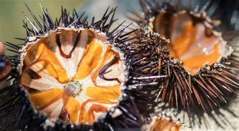 Urchin Barrens | Oceanwatch Australia