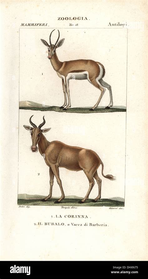 Corine antelope, Antelope corinna, and extinct Bubal Hartebeest, Alcelaphus buselaphus ...