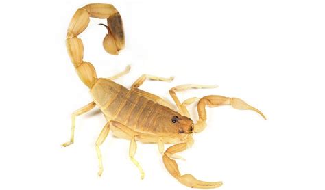 Buchar's scorpion Lychas buchari 5cm. A small scorpion – may be misidentified – L. buchari may ...