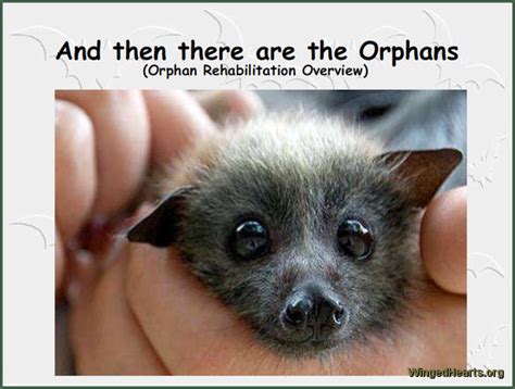 Flying Foxes - Orphan Rehabilitation Overview | WingedHearts.org