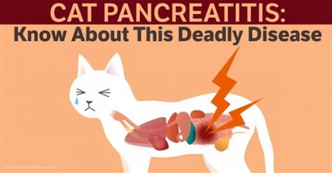 Pancreatitis In Cats | HubPages