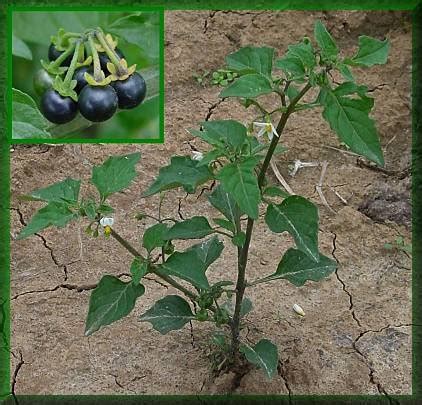 1000 seeds Solanum Nigrum (Black Nightshade)