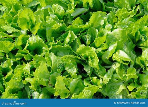 Italian Lettuce Leaves Stock Photo - Image: 13999620