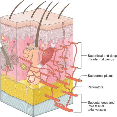 Introduction | Plastic Surgery Key