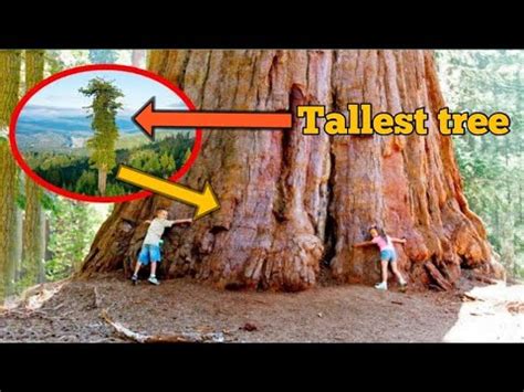 Tallest tree in the world | Hyperion Tree - YouTube