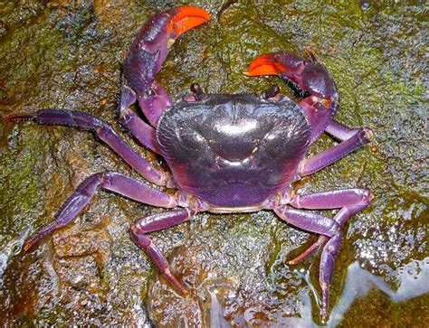 The Edwards: Purple crab discovered in the Philippines