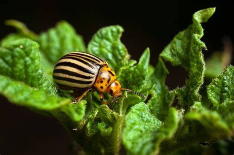 Colorado Potato Beetle Facts, Habitat, Diet, Life Cycle, Baby, Pictures