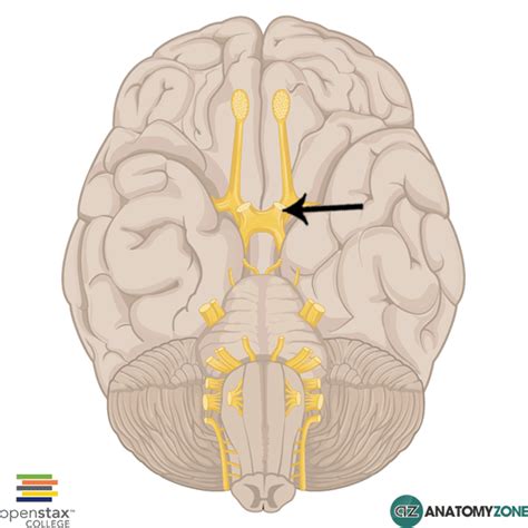 Optic Nerve - AnatomyZone