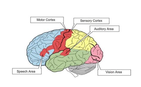 Sensory Memory: The Motor Behind Your Hidden Abilities - CogniFit's Blog