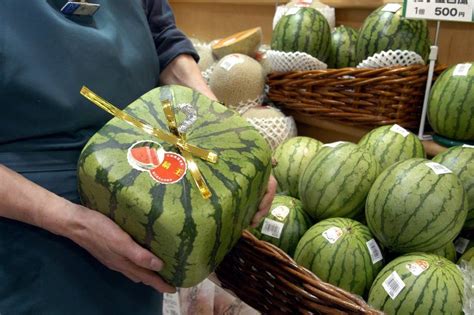 Square watermelon shipments begin in Western Japan city | ABS-CBN News