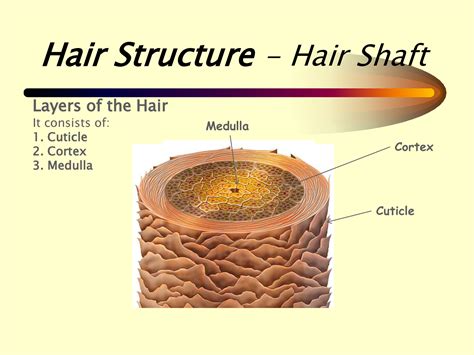 Hair Shaft Diagram Labeled