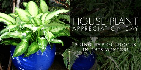 Celebrating Houseplant Appreciation Day - Ah Sam Floral Co.