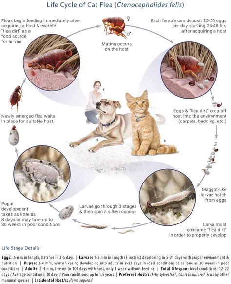 life cycle of a flea - Yahoo Image Search Results | Cat fleas, Fleas, Flea treatment