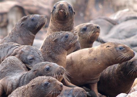 California: Thousands of sea lions starving to death as population boom ...