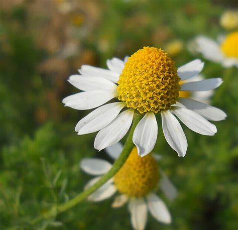 Seeds German Chamomile Medicinal Herb Perennial Plant Organic | Etsy