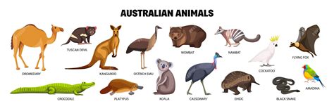 Premium Vector | Australian animals flat set with crocodile cockatoo amadina numbat snake ...