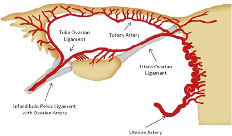 Vascularization of ovarian and fallopian tube. | Download Scientific Diagram