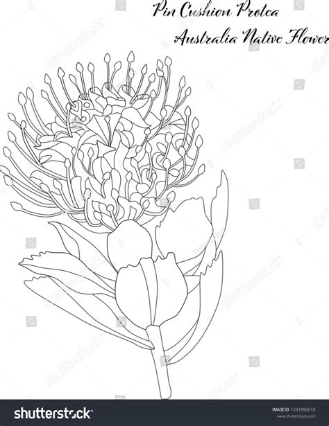 68 Pin Cushion Flower Drawing Images, Stock Photos, 3D objects ...