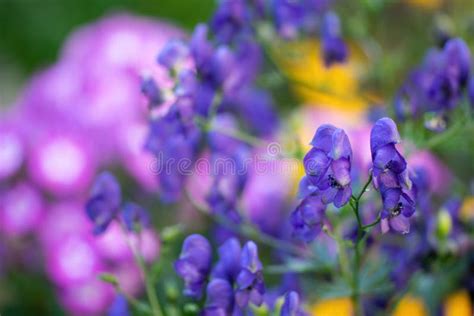 Blue Wildflowers - Aconitum Degeni Stock Image - Image of perennial ...