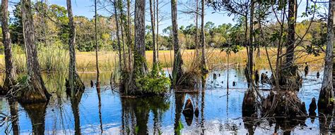 Big Cypress National Preserve | Naples Grande Beach Resort