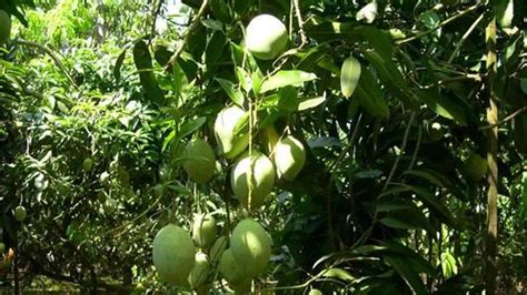 Mango Farm - Tourism Selangor