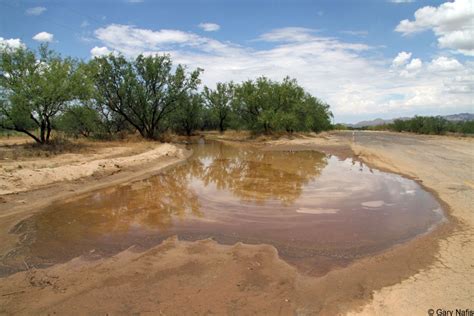 Sonoran Desert Toad - Incilius alvarius