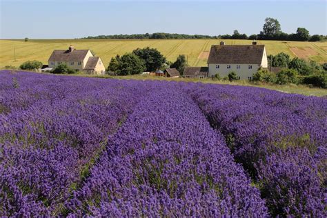 Lavender fields, Cotswold Lavender, Snowshill - Beautiful England Photos