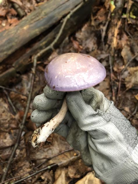 purple mushroom : r/Mushrooms