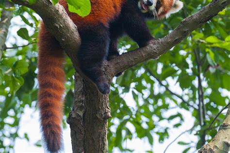 Red Panda In A Tree