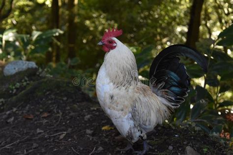 White Free Range Chicken with Black Tail Feathers Stock Image - Image of crested, fowl: 139845431