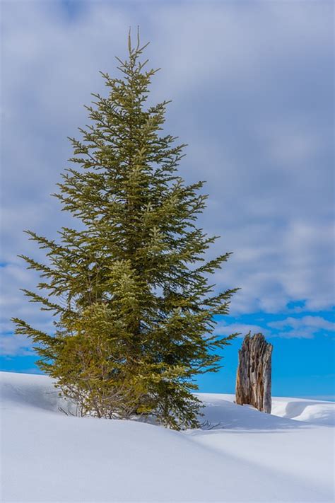 Fir Tree Snow Winter - Free photo on Pixabay - Pixabay